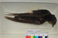 藏品(小雨燕)的圖片